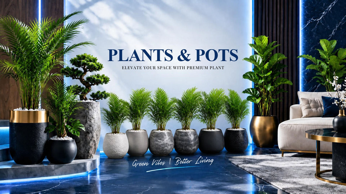 Plants and pots