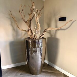 MODREN MUMMIE PLANTS